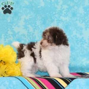 Parrot, Toy Poodle Puppy